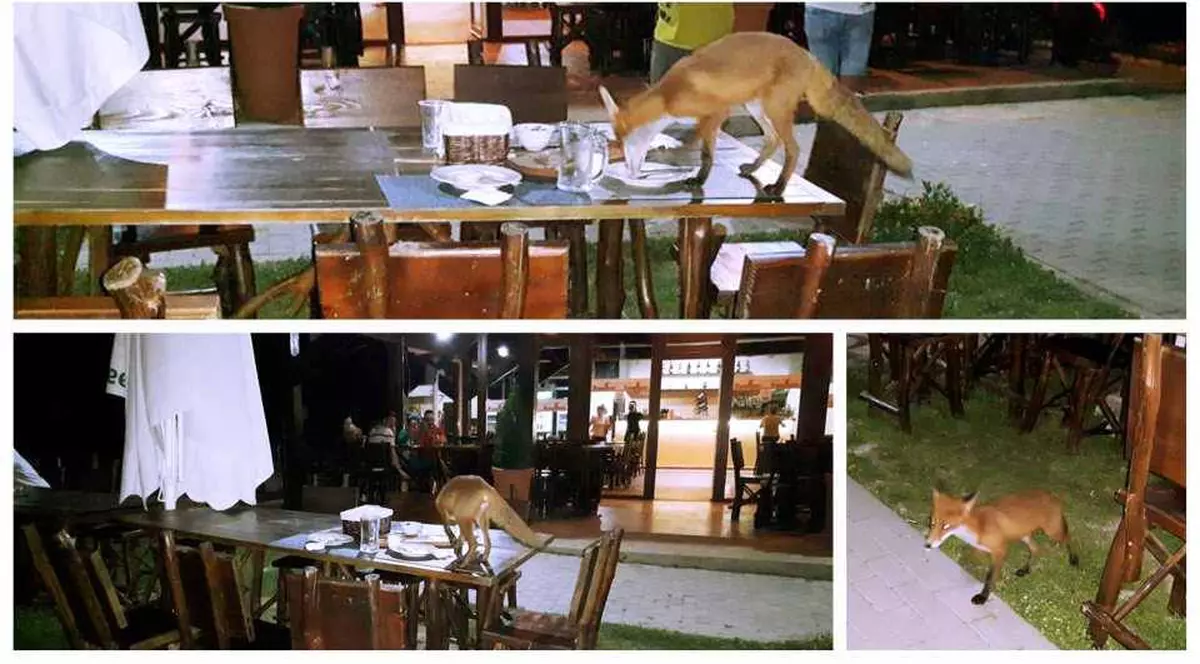 vulpe merge la restaurant în Alba Iulia