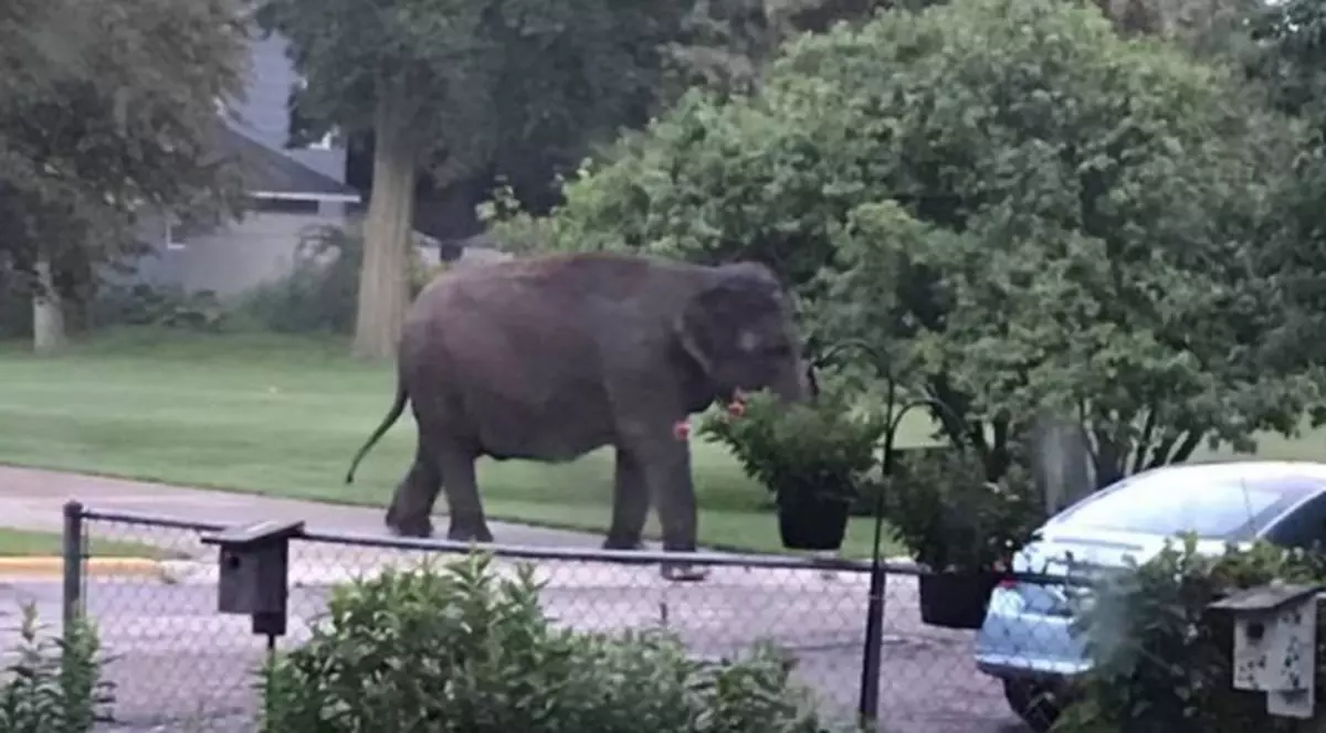 FOTO | Locuitorii unui orășel din Wisconsin s-au trezit cu un elefant pe străzi. Animalul mânca din copaci