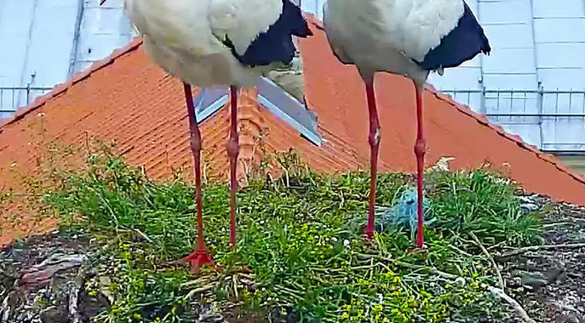 Berzele dintr-un sat din Timiș, vedete internaționale