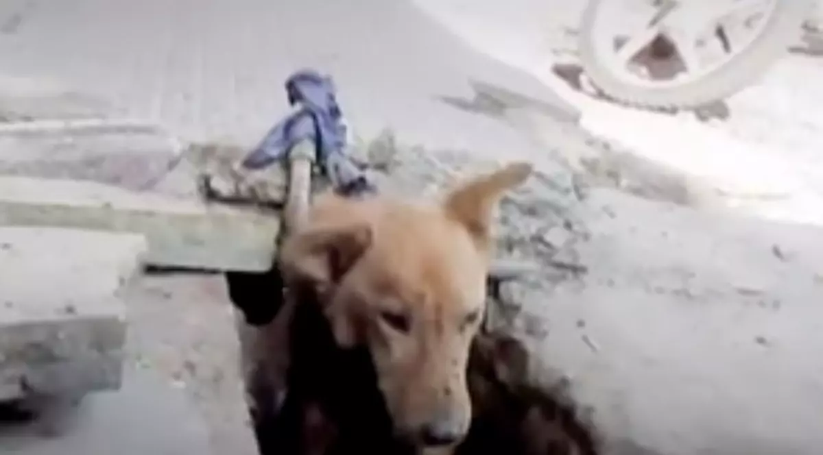 VIDEO VIRAL. Un câine blocat într-o scurgere, bolnav și slăbit, a fost salvat în ultima clipă. Cum arată acum