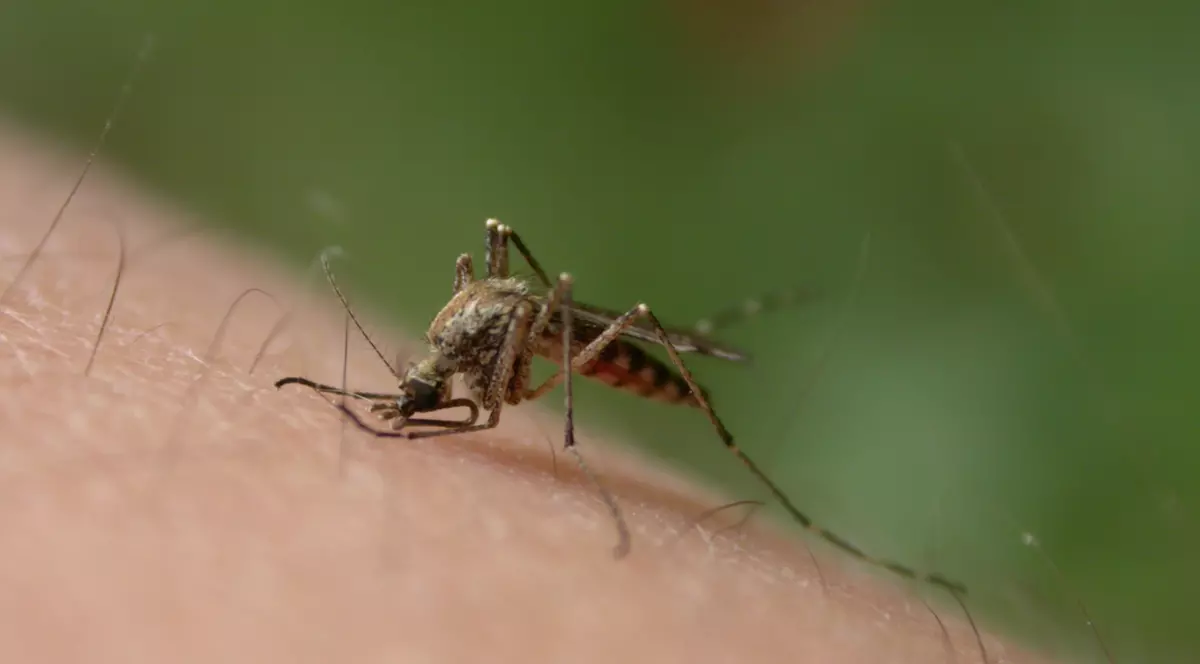 Ţânţari purtători de virus West Nile, depistaţi în Bucureşti. Primăria Capitalei anunţă intensificarea tratamentelor