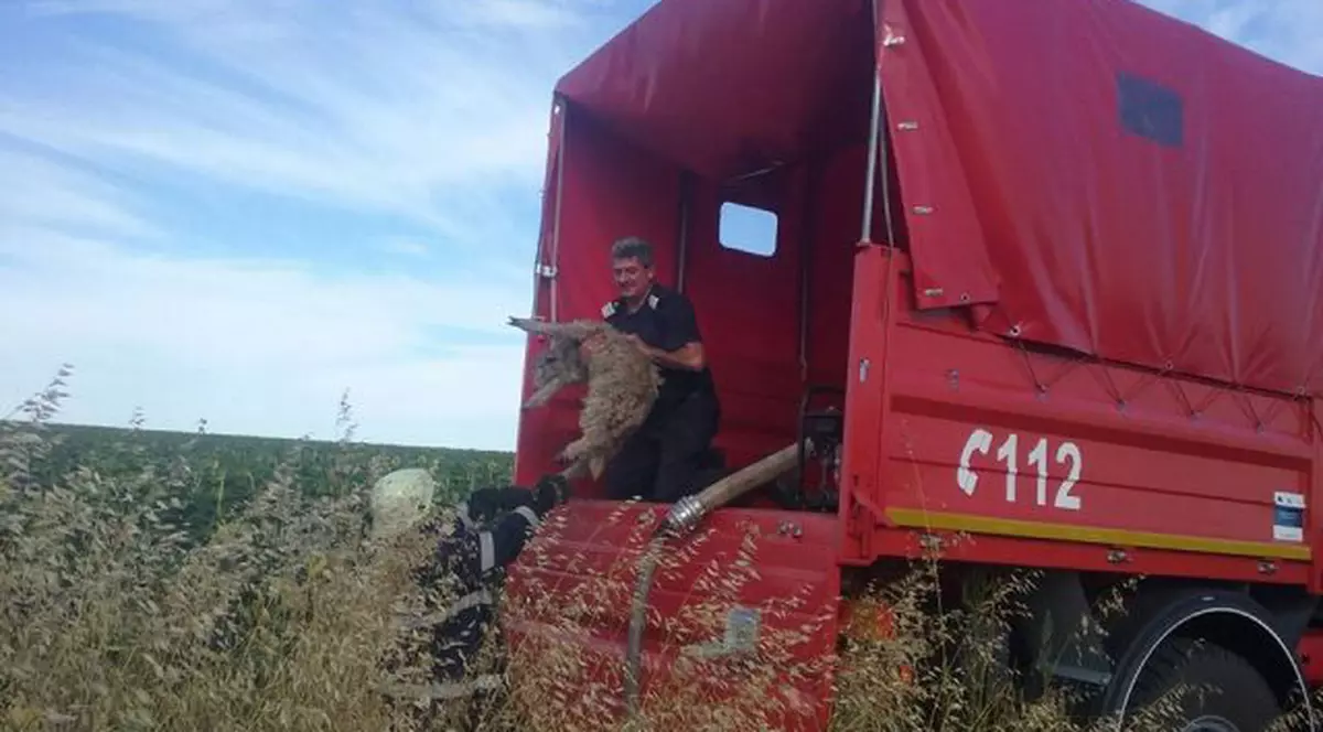 un miel a fost salvat de pompieri