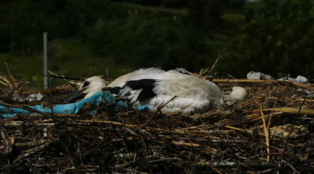 Proiect de protejare a zburătoarelor împotriva electrocutării: Cu ocazia recensământului, casa berzei a primit număr
