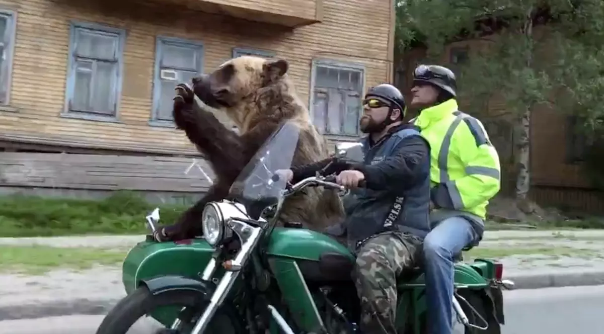VIDEO VIRAL | Vedere din Rusia - Ursul care se plimbă cu motocicleta