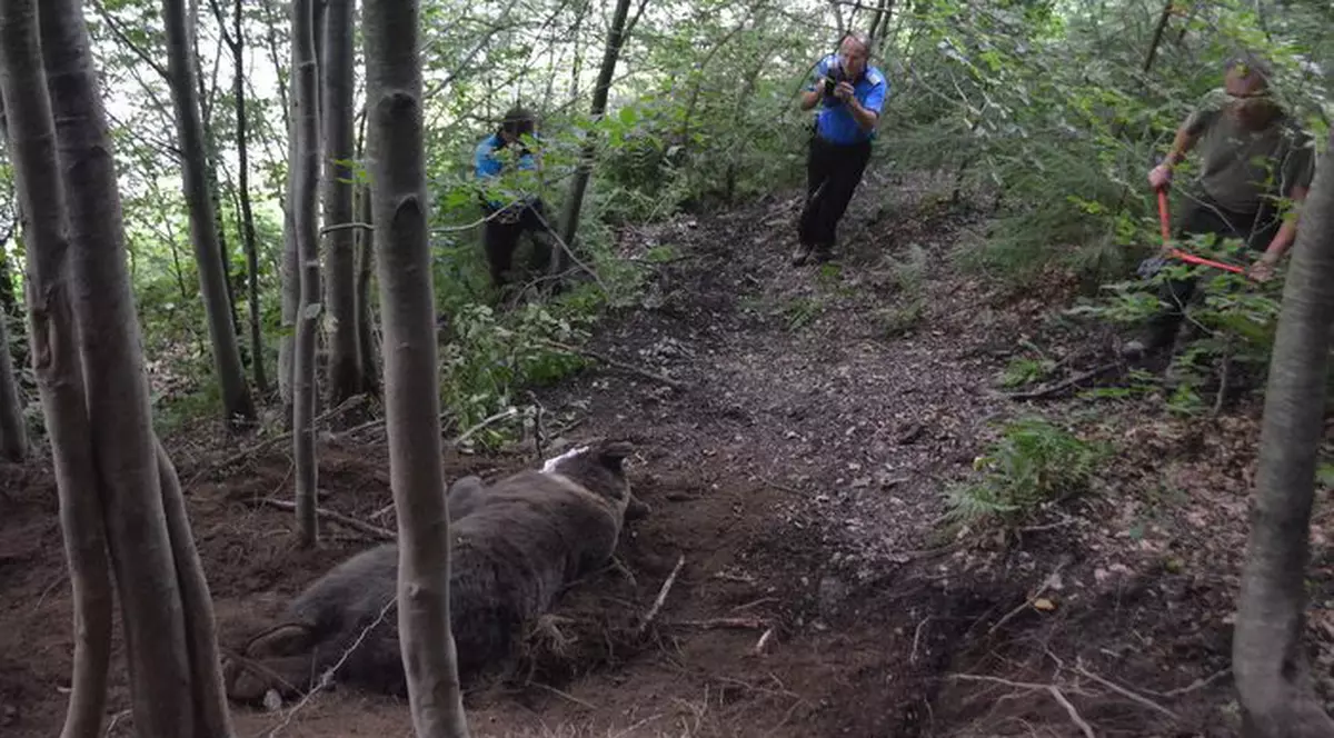 Urs salvat dintr-un laț pus de braconieri