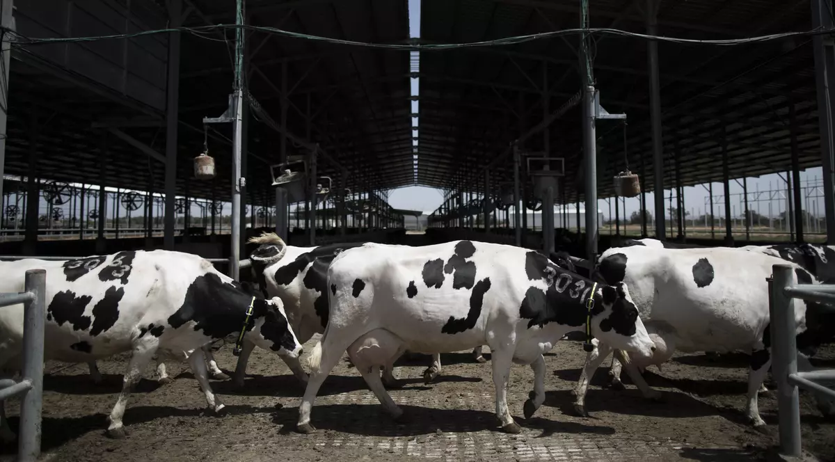 Vaci Holstein, aduse cu avionul în Qatar