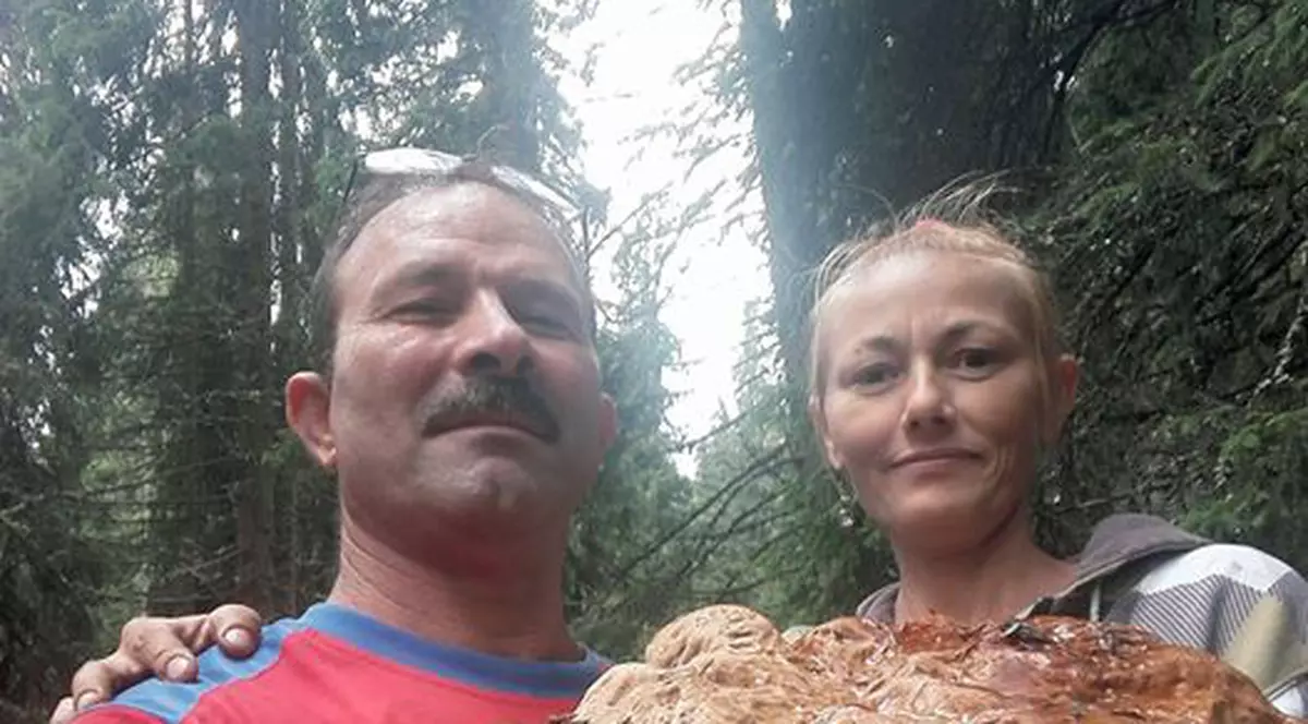 Ciupercă gigant pe Transalpina. Mânătarcă cântărește cât un copil de câteva luni