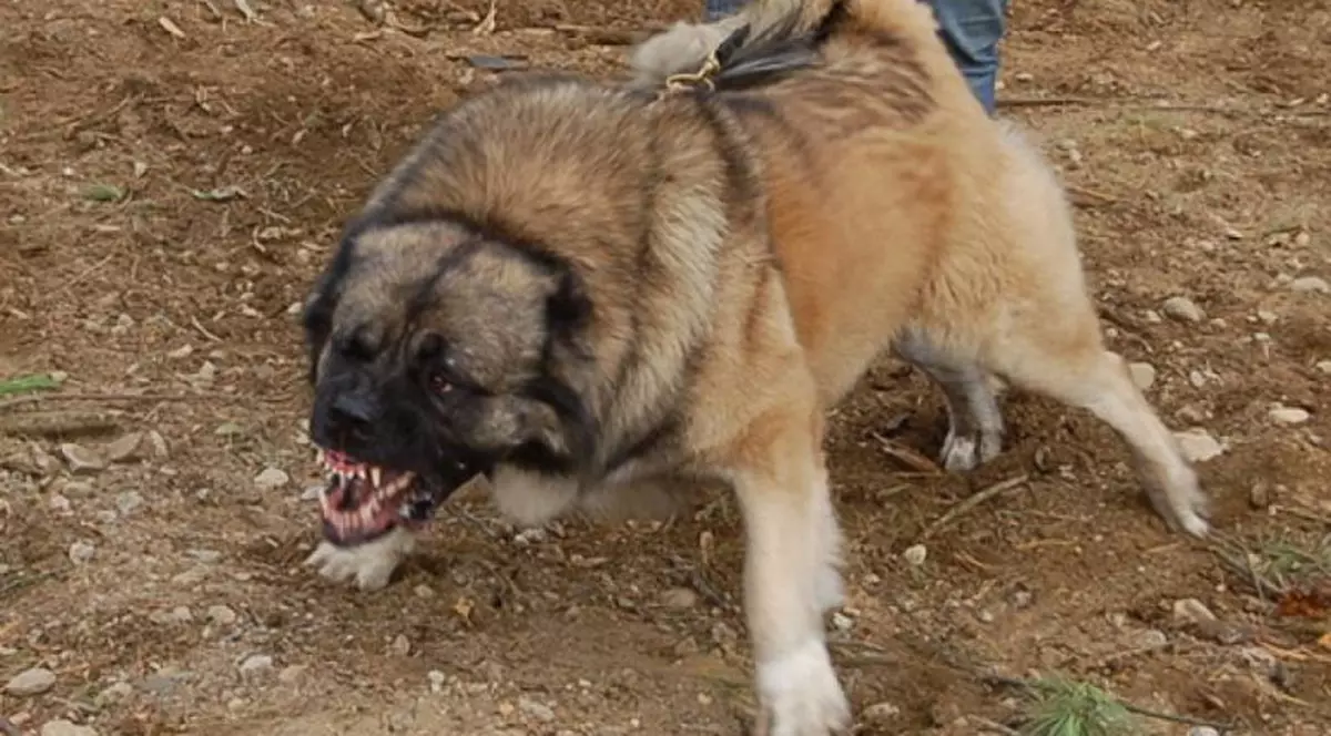 Și-a pus câinele să muște un polițist din județul Sălaj. Plătește acum cu propria libertate