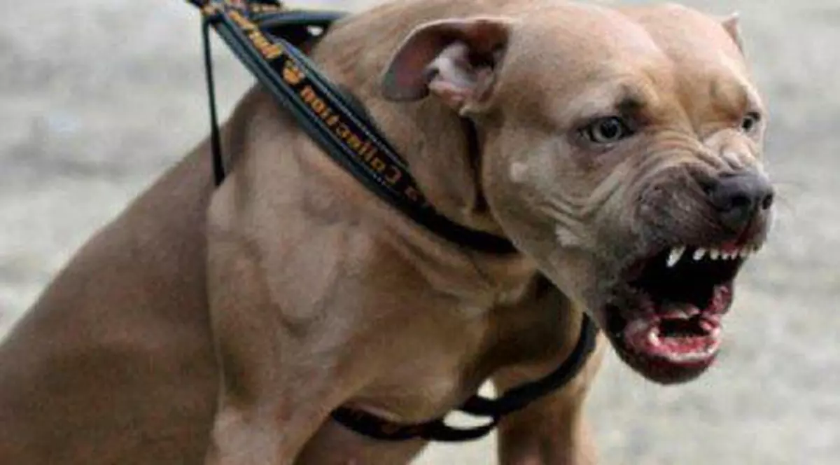 Copil de 4 ani ucis de câinele unchiului