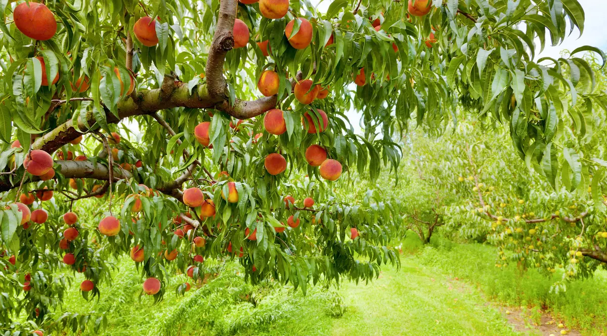 investiții în exploatații pomicole