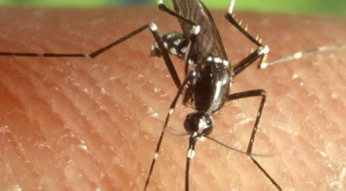 8 morți din cauza virusului West Nile