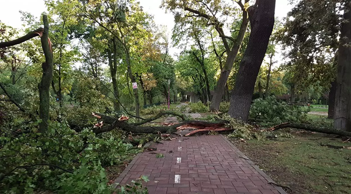 Copacii doborâți de furtună din Timișoara, împărtiți oamenilor sărmani