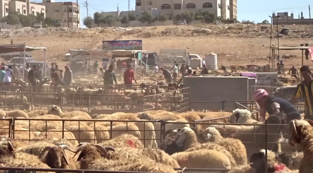 România ar putea înlocui exportul de animale vii cu carne congelată. Cum decurg negocierile