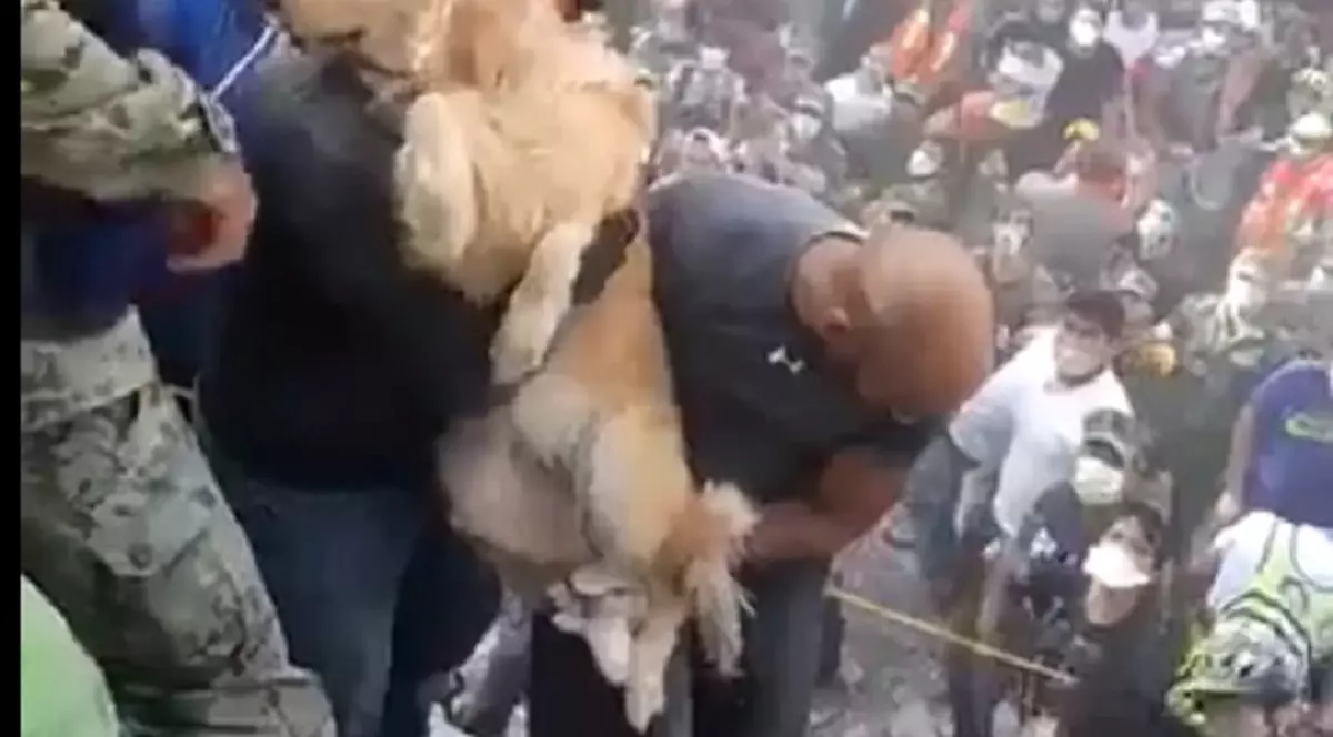 golden retriever a fost salvat de sub dărâmături în Mexic