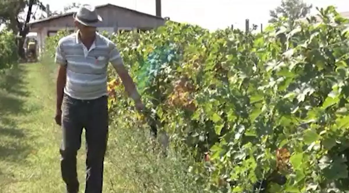 VIDEO | Avem cea mai mare podgorie bio din sud-estul Europei! Vinu-i bun, dar e muncă multă