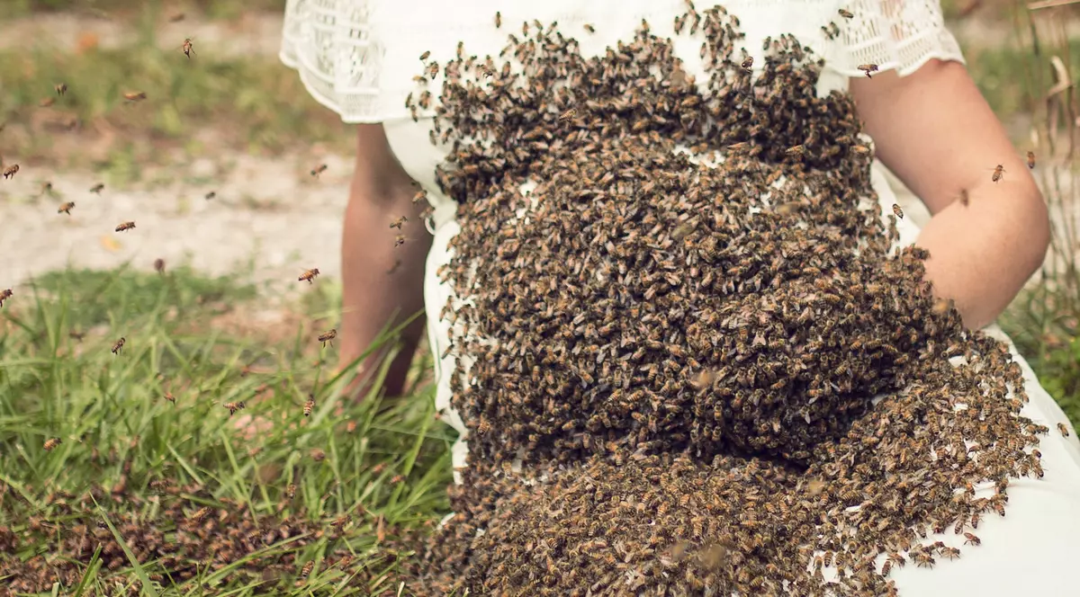 S-a petrecut sub privirea îngrozită a unui fotograf. 20.000 de albine au acoperit pântecul unei femei însărcinate