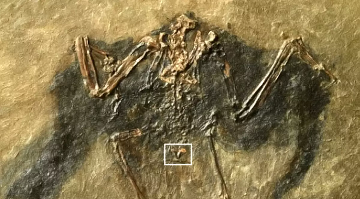 Fosila unei păsări de 48 de milioane de ani descoperită în Germania
