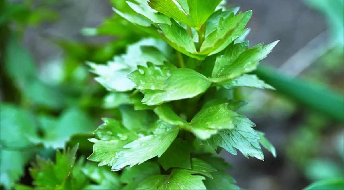 O femeie din Piteşti, amendată pentru că vindea leuştean fără etichetă