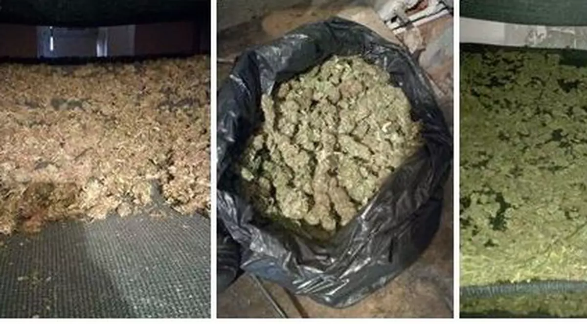 Cantitate mare de canabis descoperită și confiscată de procurorii DIICOT