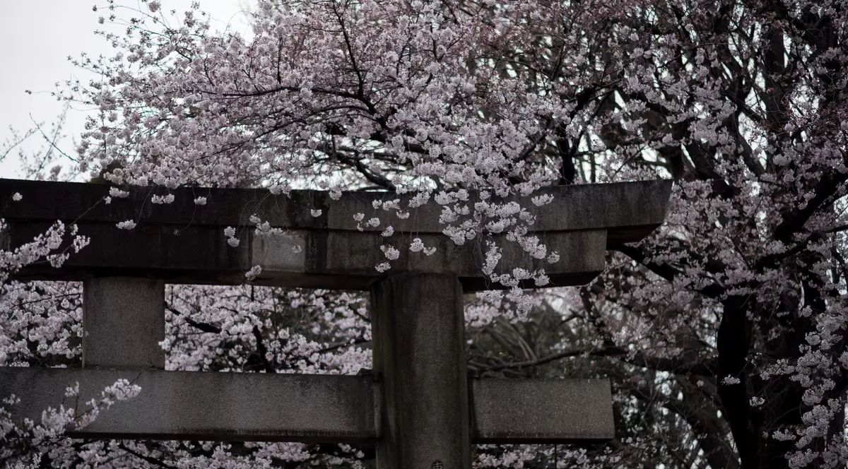 Cireșii au înflorit în luna octombrie