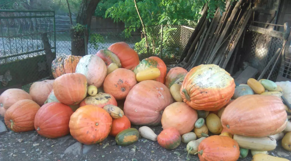 dovleci de 60 de kilograme