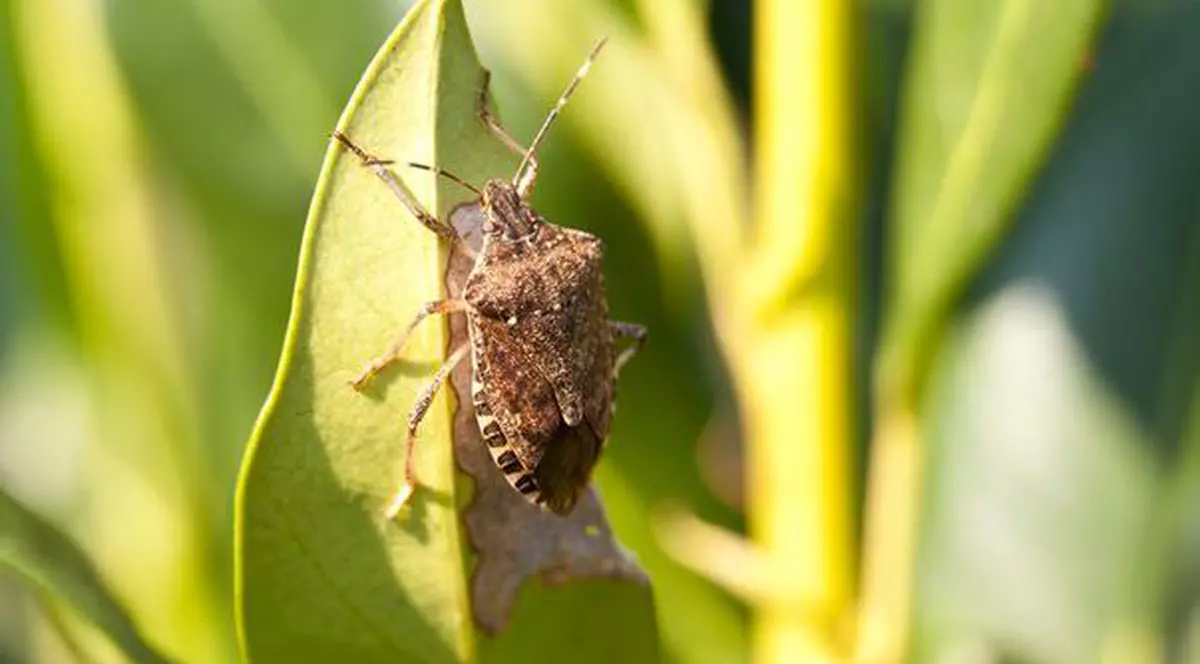 Cea mai simplă metodă prin care poți scăpa de nesuferiții gândaci urât mirositori din casă
