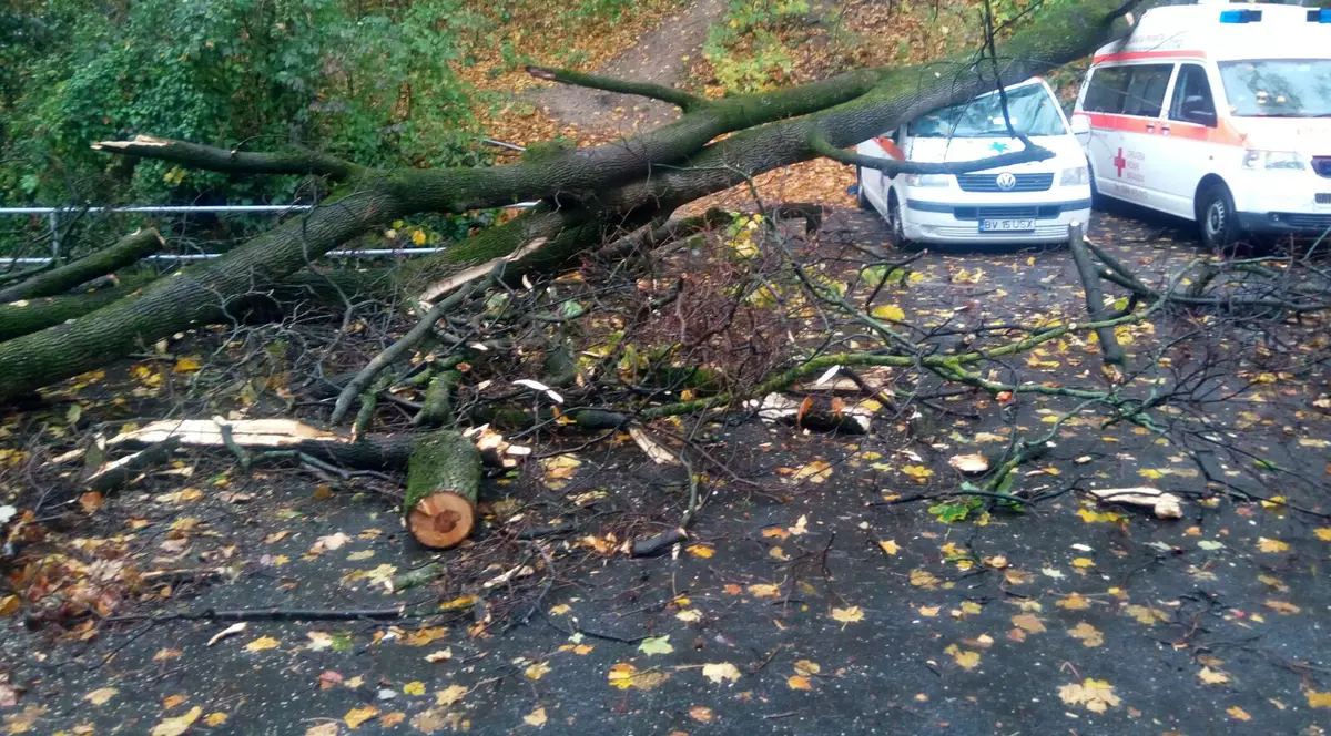 Bărbat din Vaslui, strivit de un copac în timp ce tăia lemne cu drujba în pădure. Poliția face anchetă
