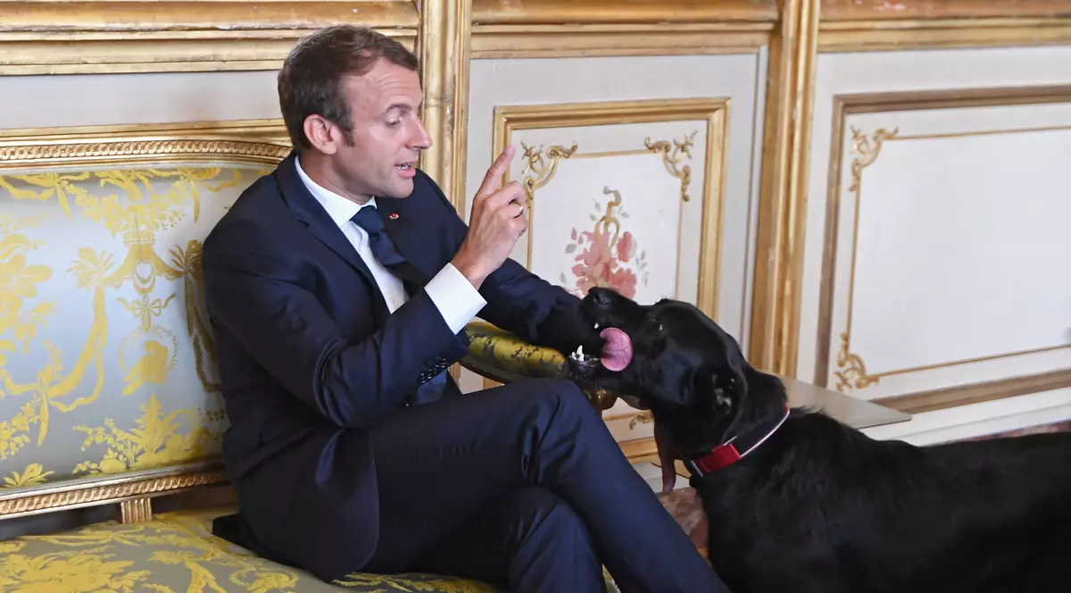 Câinele lui Macron surprins în timp ce urina pe șemineu