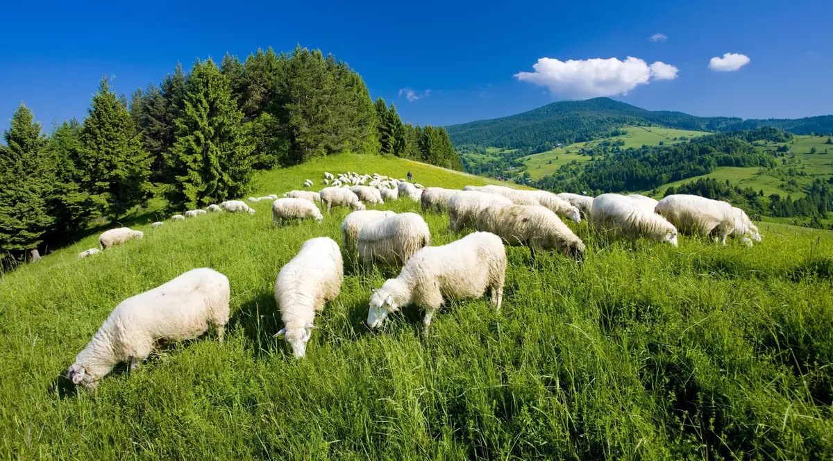 Sclavi vânduți pe o bucată de brânză! Polițiștii din Băcau și procurorii DIICOT au reținut trei persoane acuzate de trafic de persoane și de minori. Un copil de 12 ani și alți doi tineri au fost răpiți de pe stradă și puși să muncească la stână. Povestea a ieșit la iveală după ce agenții de la Postul de poliție din Gura Văii, Bacău, au demarat cercetările în trei cazuri de lipsire de libertate.