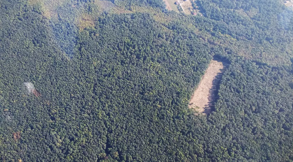 Un hectar dintr-o pădure cândva parte din Codrii Vlăsiei, ras complet