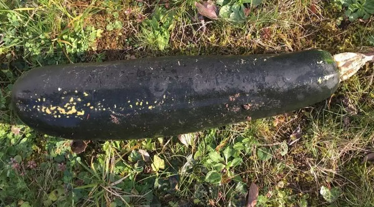 A confundat un dovlecel uriaș cu un... proiectil. Bărbatul a alertat autoritățile privind descoperirea