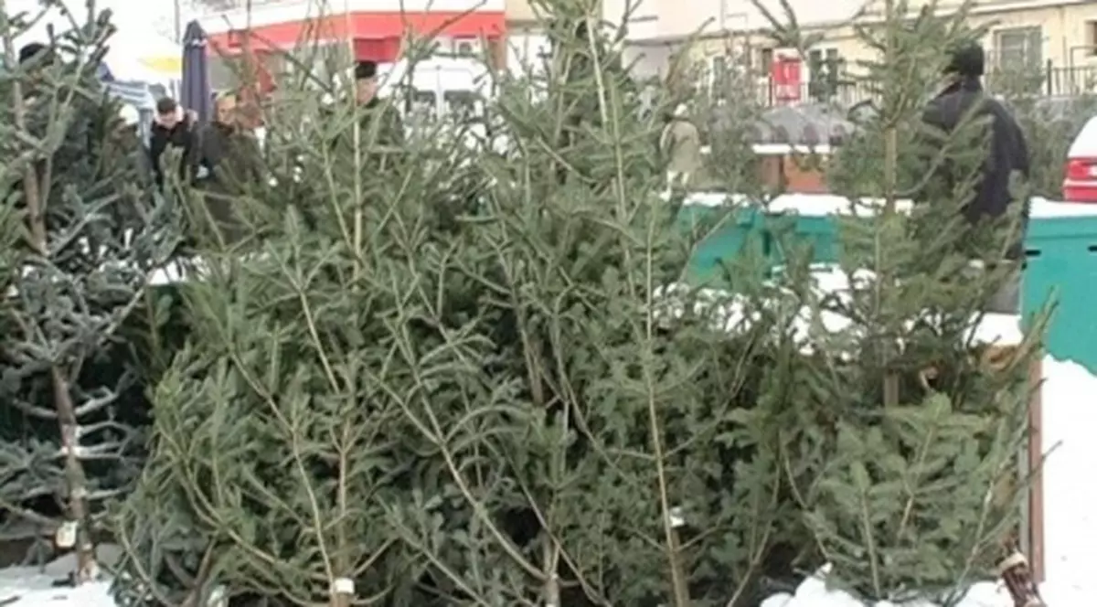 3.266 de pomi de Crăciun tăiaţi ilegal au fost confiscaţi