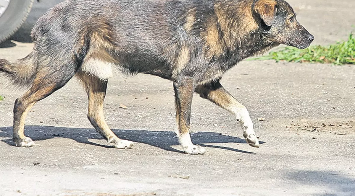 Premieră în țara noastră: Un român a fost condamnat la închisoare pentru că a ucis un câine