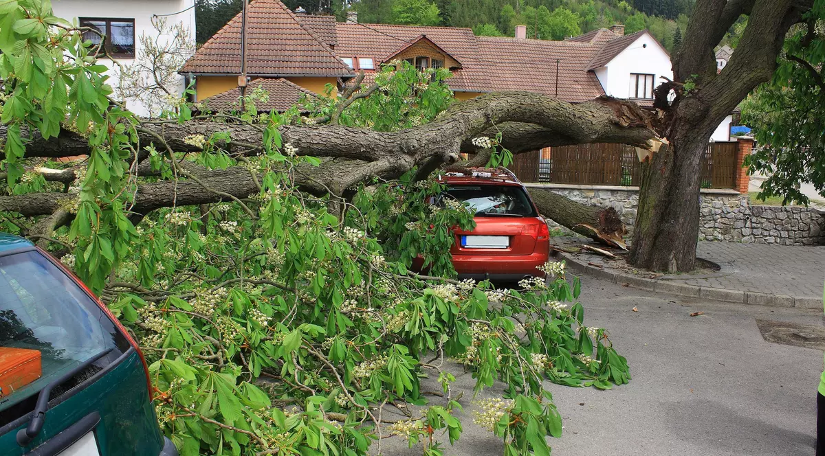 Copac căzut peste patru mașini, pe Calea Griviței din Capitală
