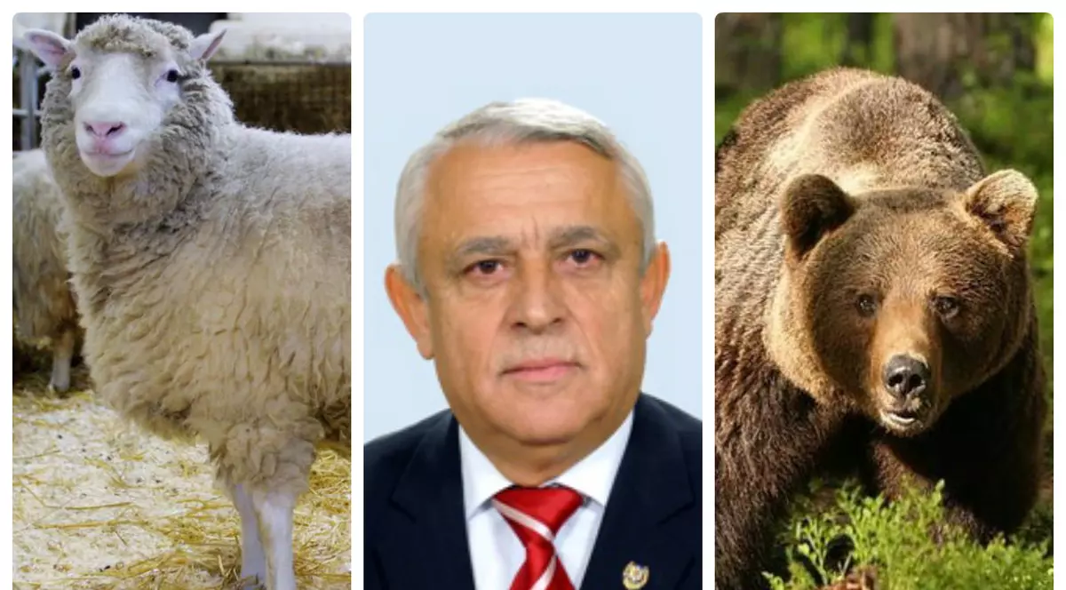 Petre Daea, în favoarea uciderii urșilor din localități.