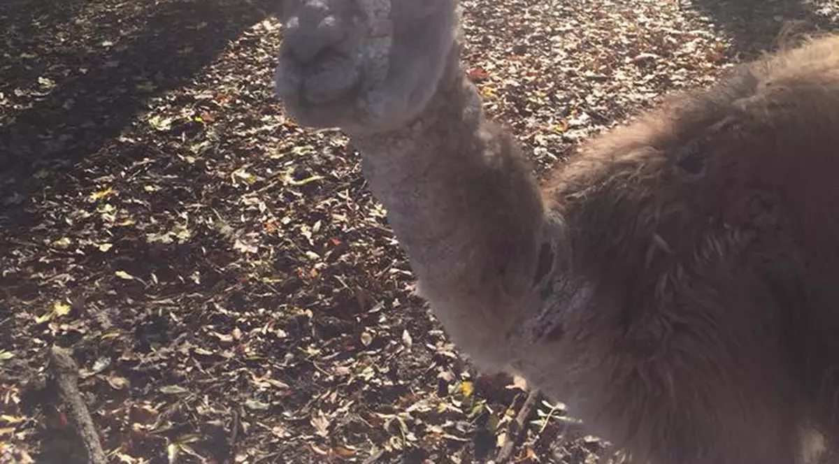 Animale bolnave la Grădina Zoologică din Timișoara. O femeie vrea să facă plângere la DSV