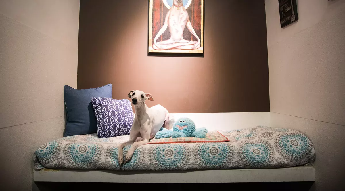 FOTO | Cum arată un hotel de lux pentru căței. Cât de bine o duc patrupedele care ajung aici