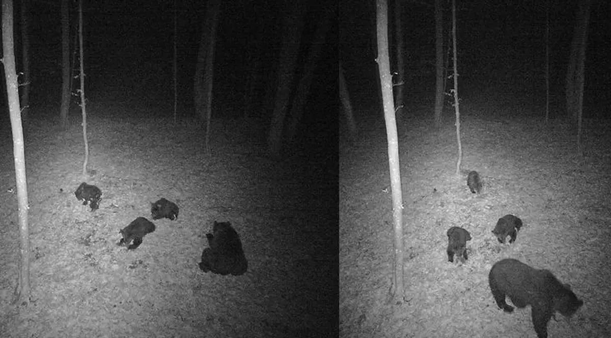 O ursoaică a coborât aproape de Râmnicu Vâlcea