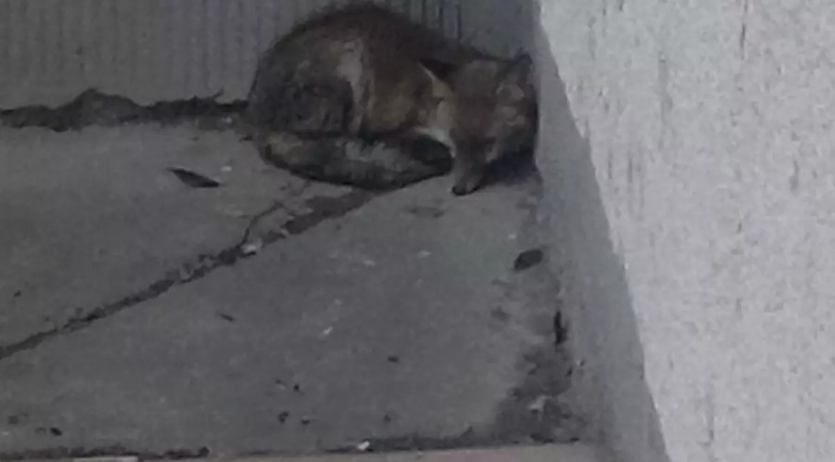 Vulpe rătăcită pe străzile din Constanța