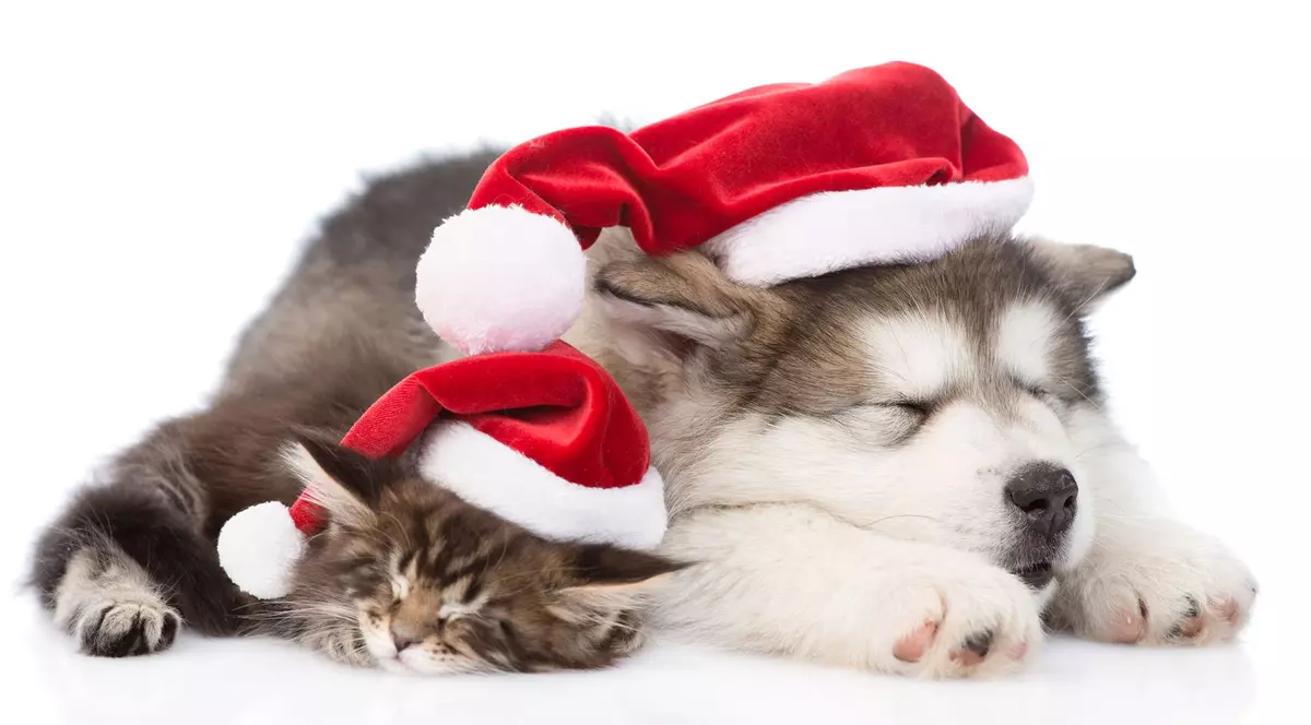 E bine să faci cadou de Crăciun un animal de companie