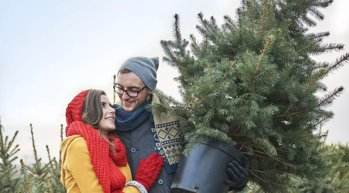 De ce ar trebui să cumpărăm brazi cu radăcină