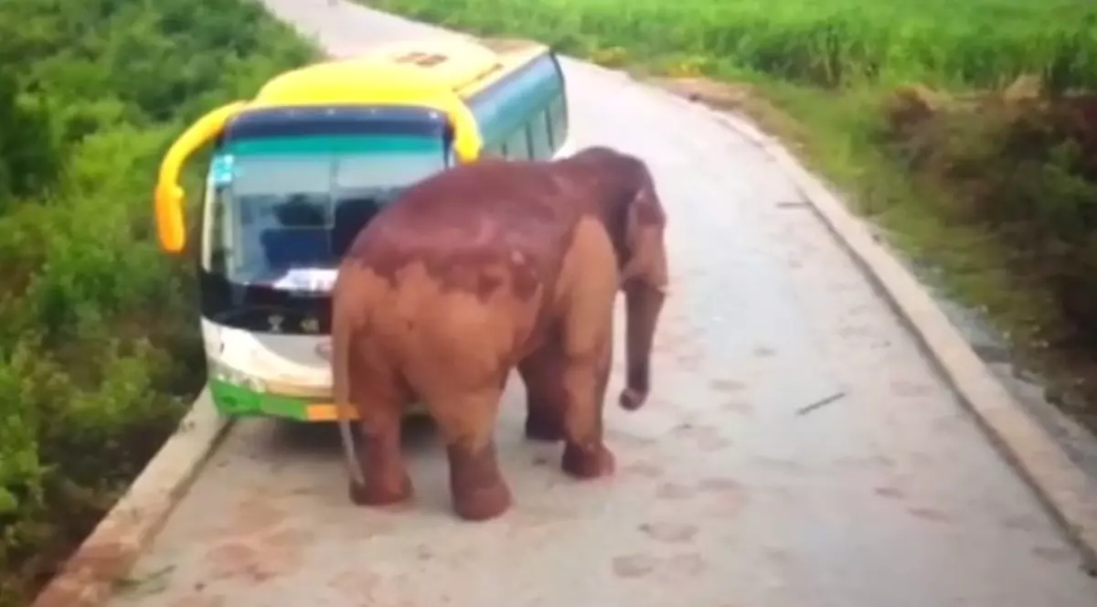 VIDEO | Momentul în care un elefant atacă două vehicule