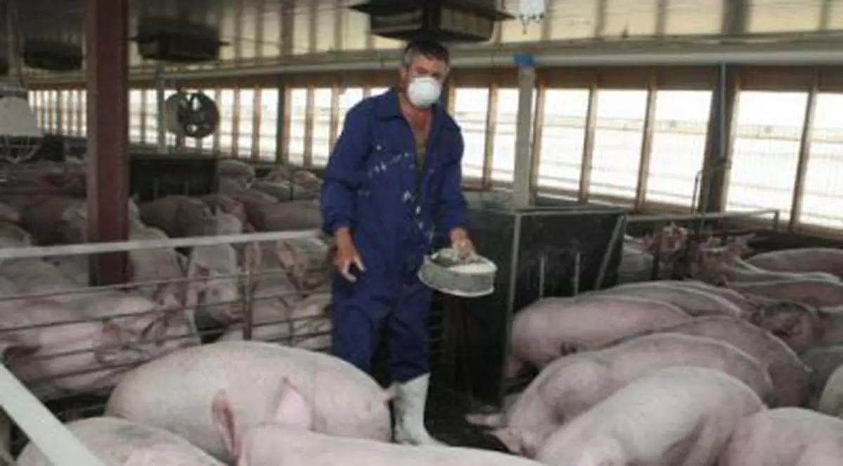 Bulgaria a ridicat 101 kilometri din gardul de la graniţa cu România. Un proprietar de porci poartă mască de protecție, aflându-se într-o fermă cu asemenea animale