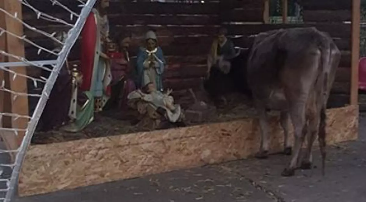O văcuță din Moreni a mâncat din decorul de Crăciun
