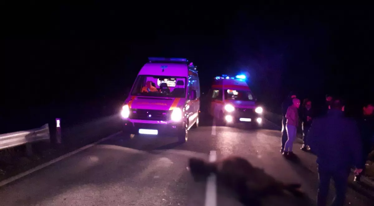 Patru răniți, după ce doi cai lăsați liberi pe șosea au fost loviți de un autoturism în Tulcea