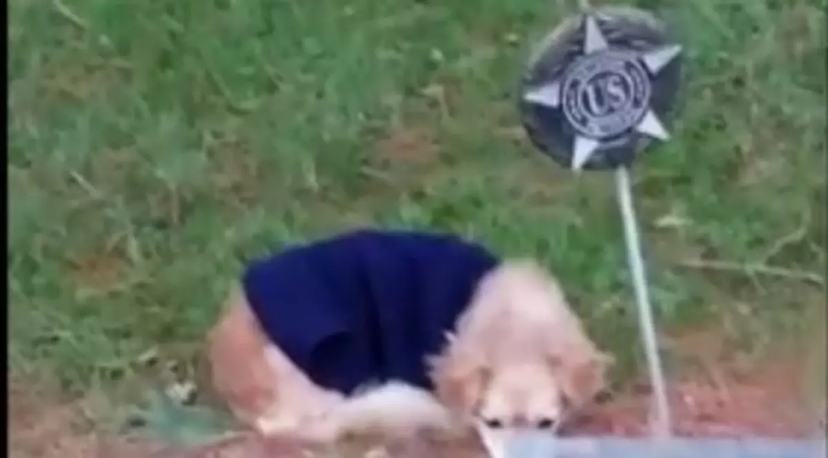 Un câine refuză să plece de lângă mormântul stăpânei sale
