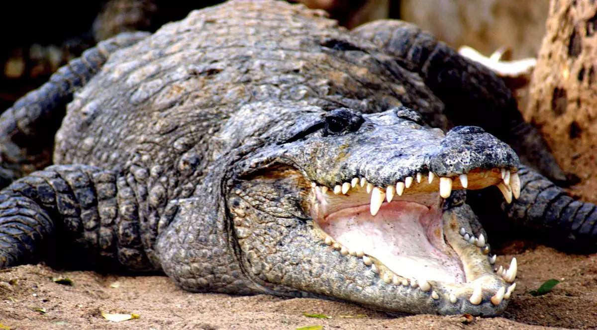 Un crocodil a ucis o mamă și pe copilul ei în vârstă de cinci luni