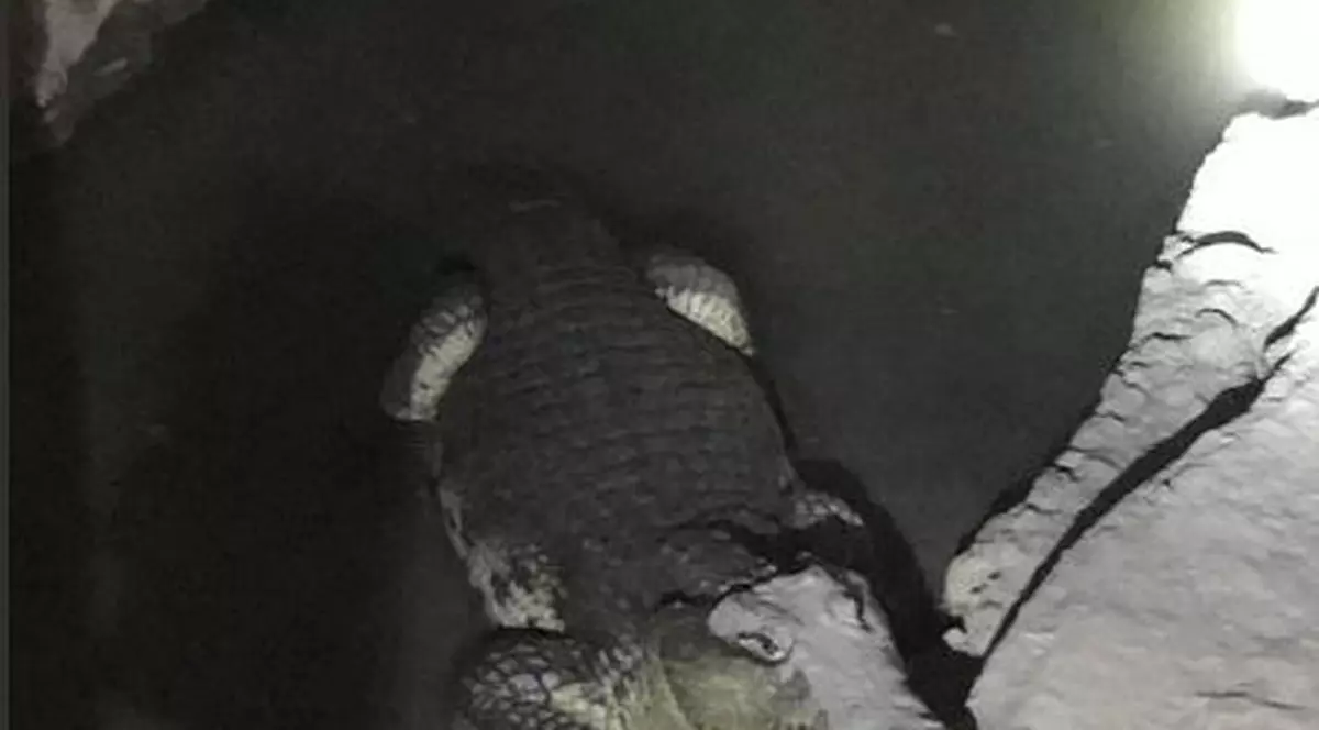 Crocodil de Nil descoperit de autorități într-un beci din Rusia