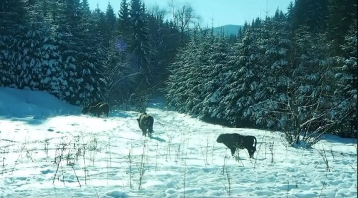 Turmă de zimbri în libertate, filmată în Parcul Natural ”Vânători” din Neamţ