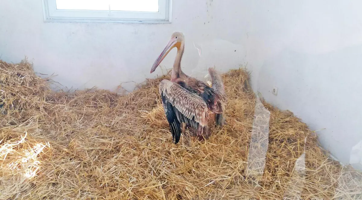 Pui de pelican rănit şi aproape îngheţat, salvat de poliţişii locali din Galați. Puiul a fost dus la Grădina Zoologică